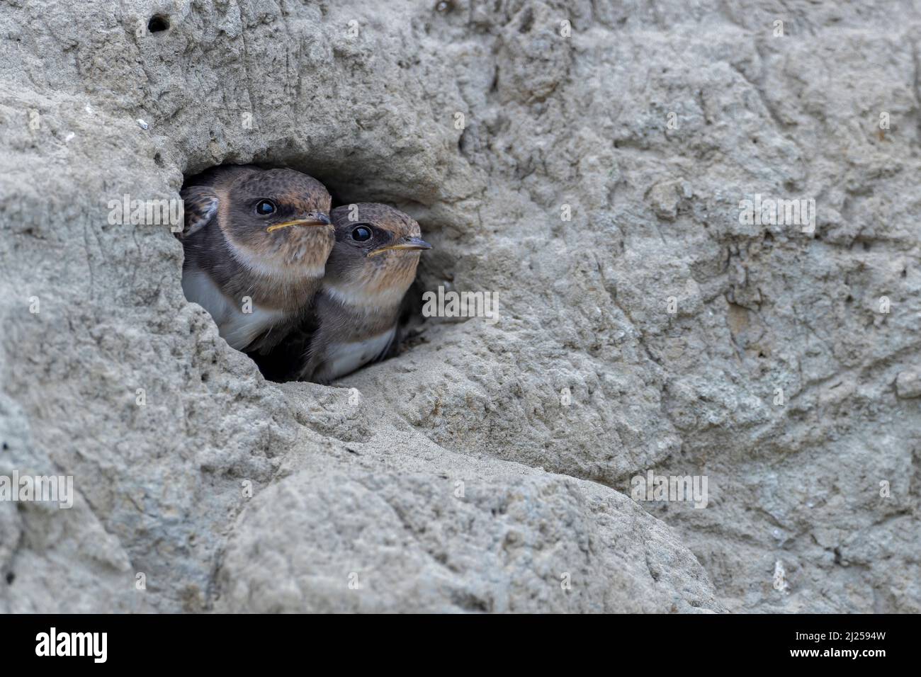 Sable martin (Riparia riparia). Deux jeunes martins de sable attendent de la nourriture à l'entrée du nid. Allemagne Banque D'Images