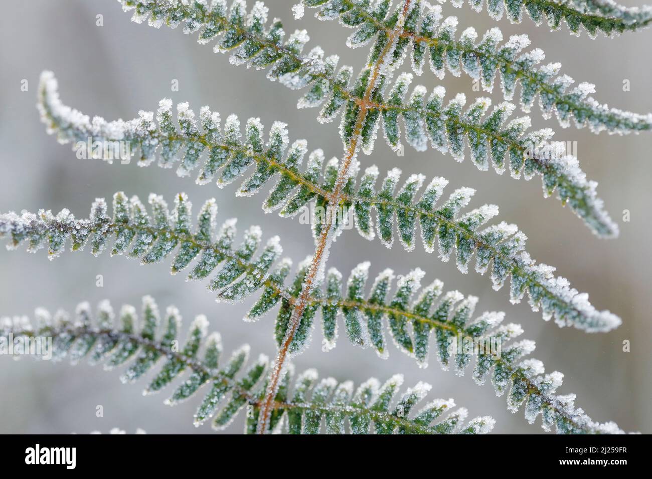 Fern de Bracken (Pteridium aquilinum), gros plan de la fronde recouverte de gel en automne. Suisse Banque D'Images