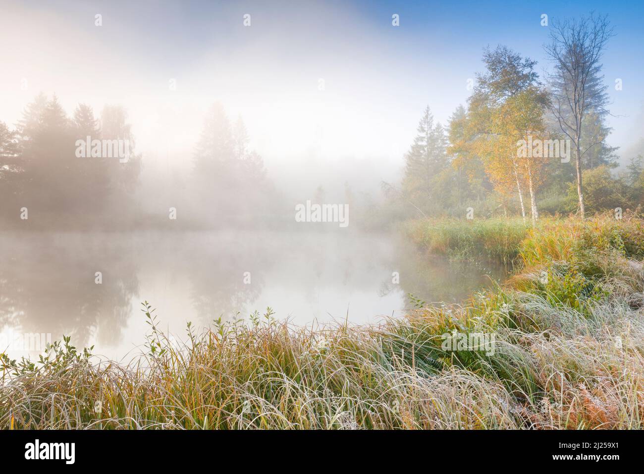 Ambiance matinale automnale à l'étang dans la réserve naturelle Wildert à Illna. Le givre recouvre la végétation au premier plan et les wafts de brume survolant l'eau, canton de Zurich, Suisse Banque D'Images