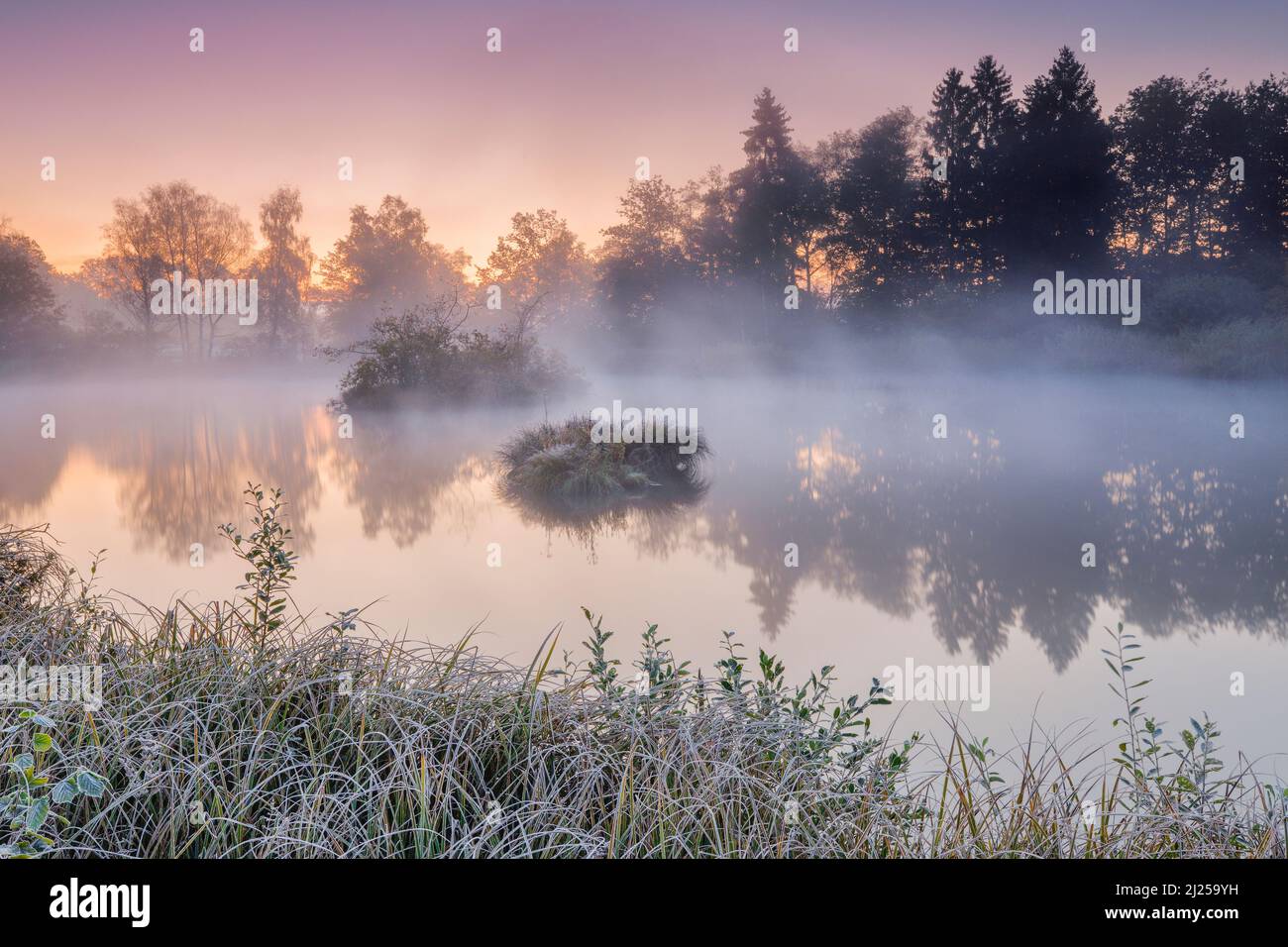 Ambiance matinale automnale à l'étang dans la réserve naturelle Wildert à Illna. Le givre recouvre la végétation au premier plan ainsi que sur les îles et les wafts de brume survolant l'eau, canton de Zurich, Suisse Banque D'Images