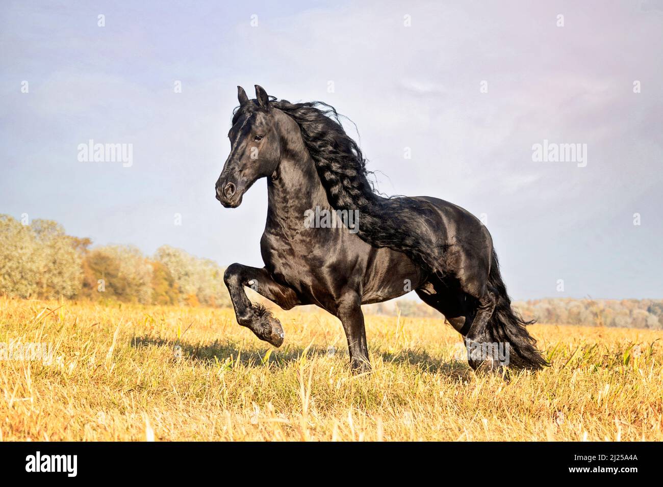 Cheval de Frise. Traque de stalinon sur un champ de chaume. Italie Banque D'Images