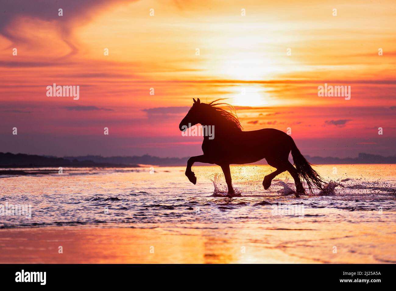 Cheval de Frise. Des millions de limones dans la mer, silhouetés contre le ciel de la soirée. Italie Banque D'Images