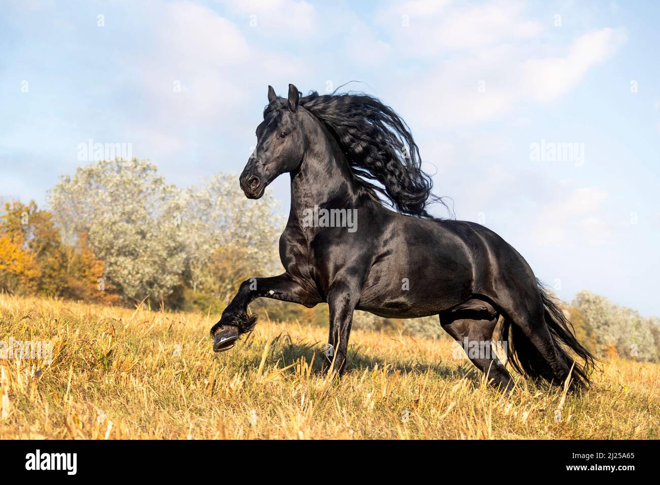 Cheval de Frise. Galopant de l'étalon sur un champ de chaume. Italie Banque D'Images