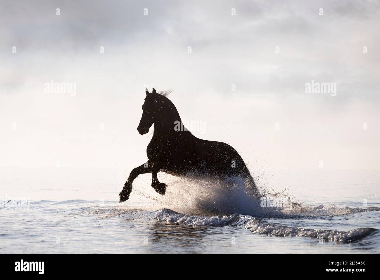 Cheval de Frise. L'étalon galopant dans la mer, silhoueté contre le ciel. Italie Banque D'Images
