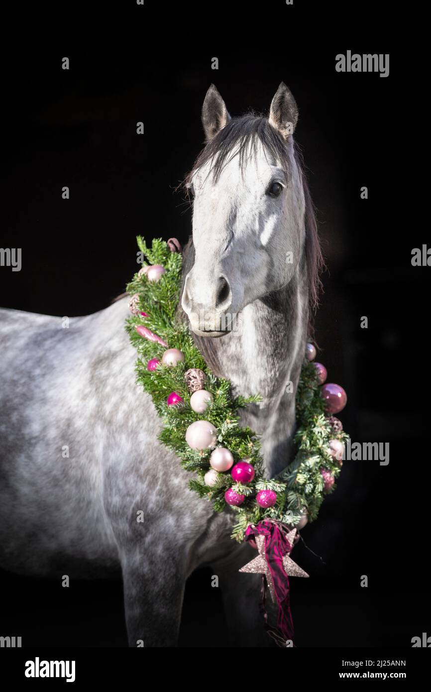 Français Throughbred. Portrait d'un cheval gris portant une couronne de Noël sur fond noir Banque D'Images