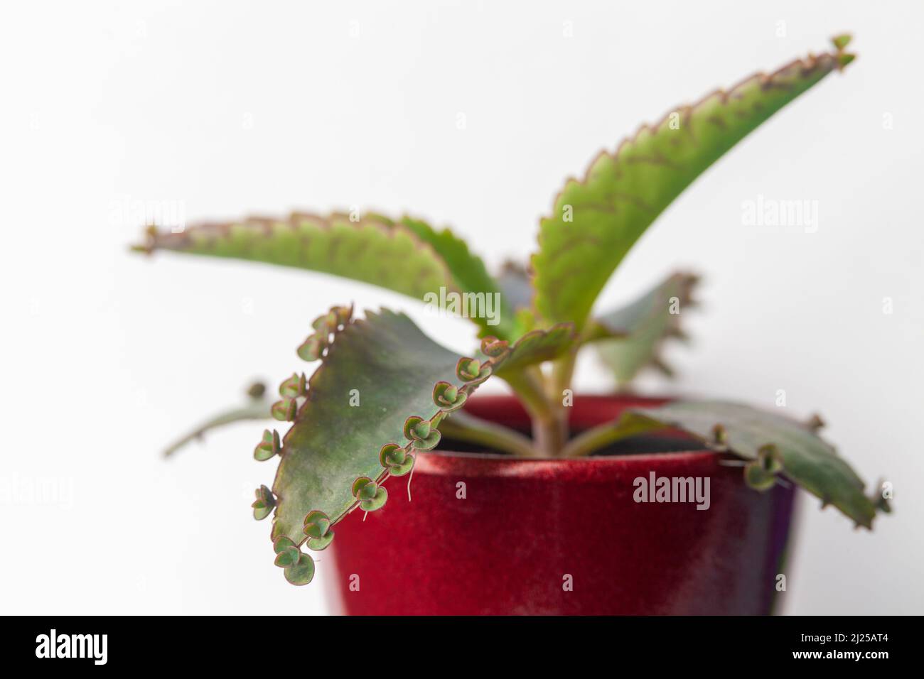 Kalanchoe daigremontiana, anciennement connu sous le nom de Bryophyllum daigremontianum et communément appelé mère de milliers, alligator ou usine mexicaine de chapeau Banque D'Images