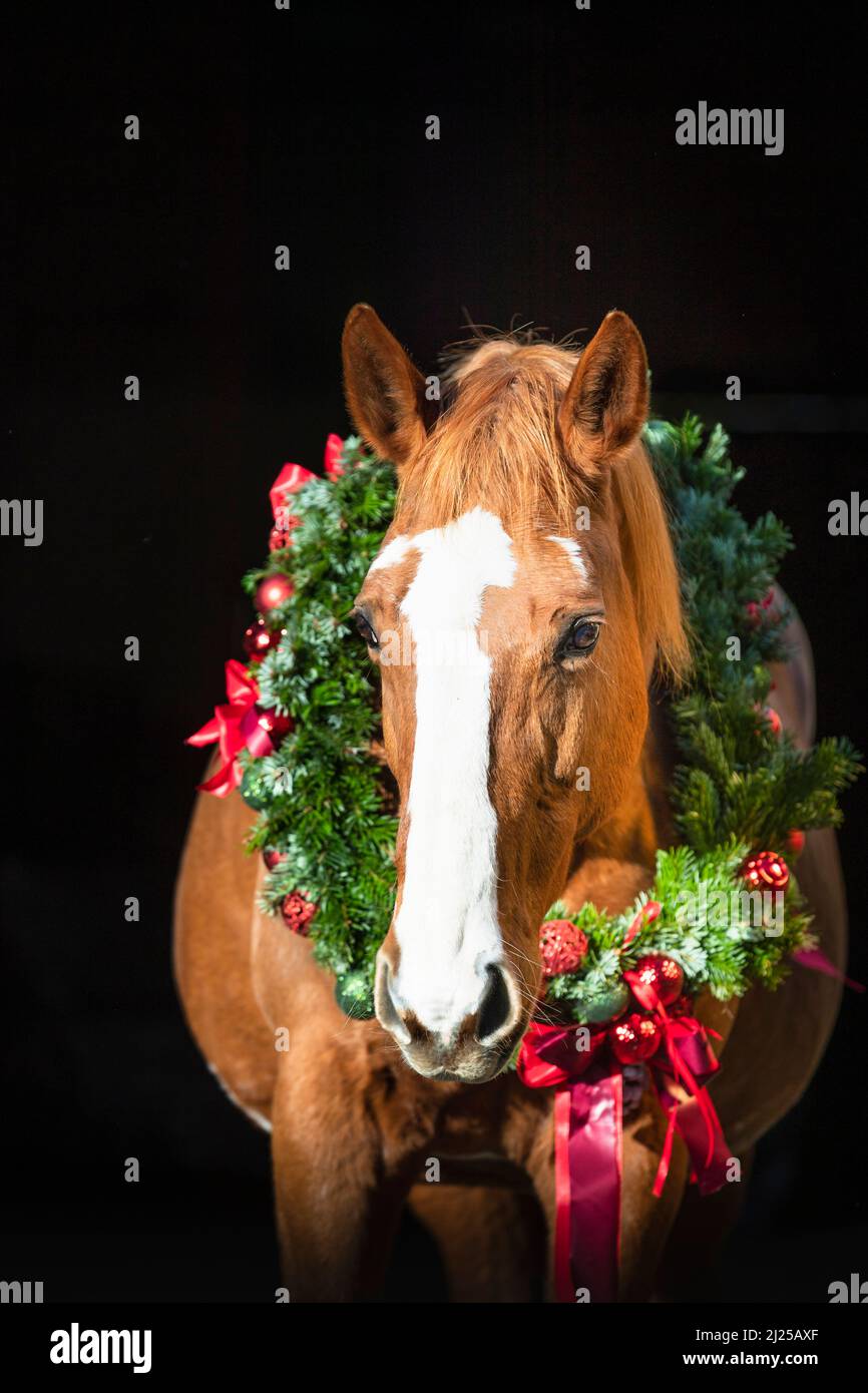 Trakehner. Portrait d'une jument senior de châtaignier portant une couronne de Noël sur fond noir Banque D'Images