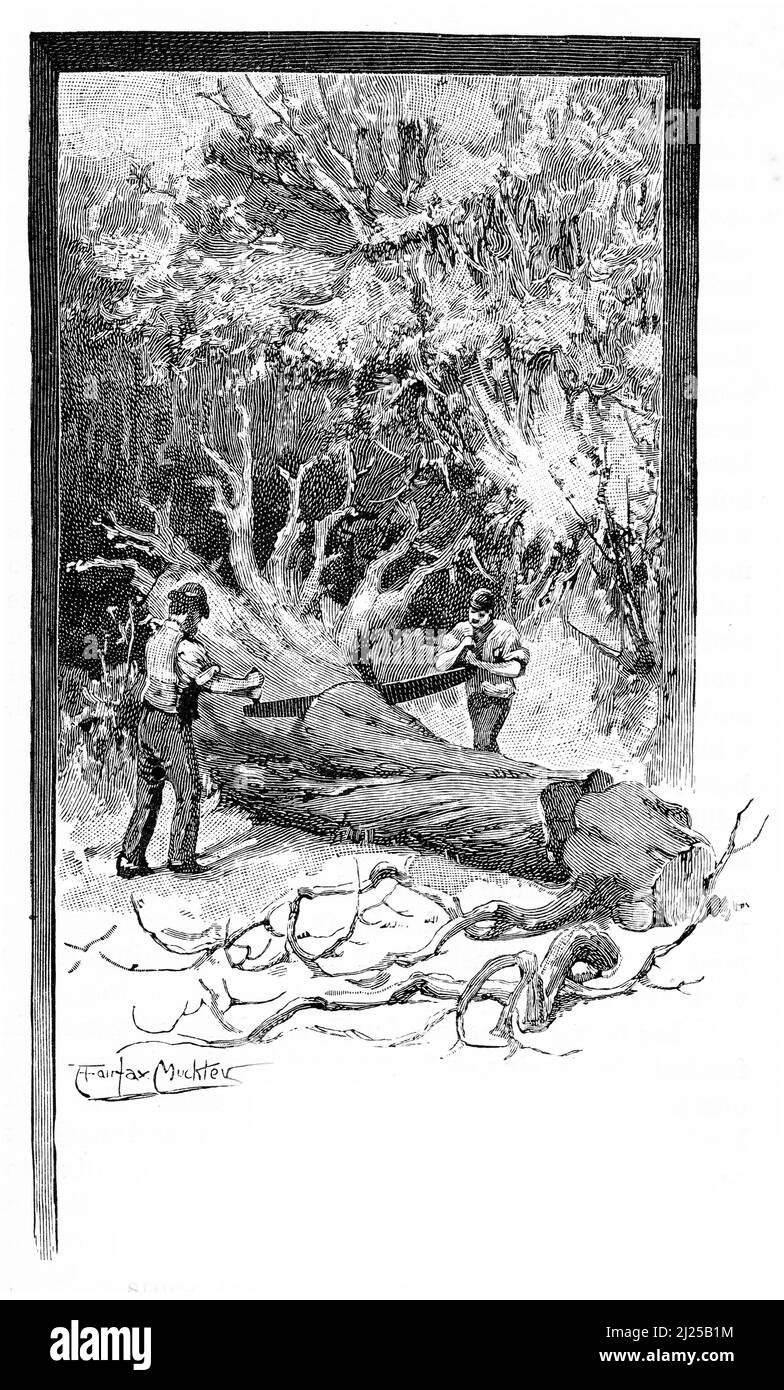 Gravure de deux hommes sciant une énorme bûche dans la forêt, vers 1890 Banque D'Images