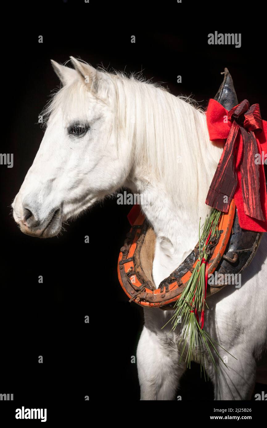 Pur cheval espagnol, andalou. Portrait d'un adulte âgé portant un collier à cheval avec une décaltation de Noël sur fond noir Banque D'Images