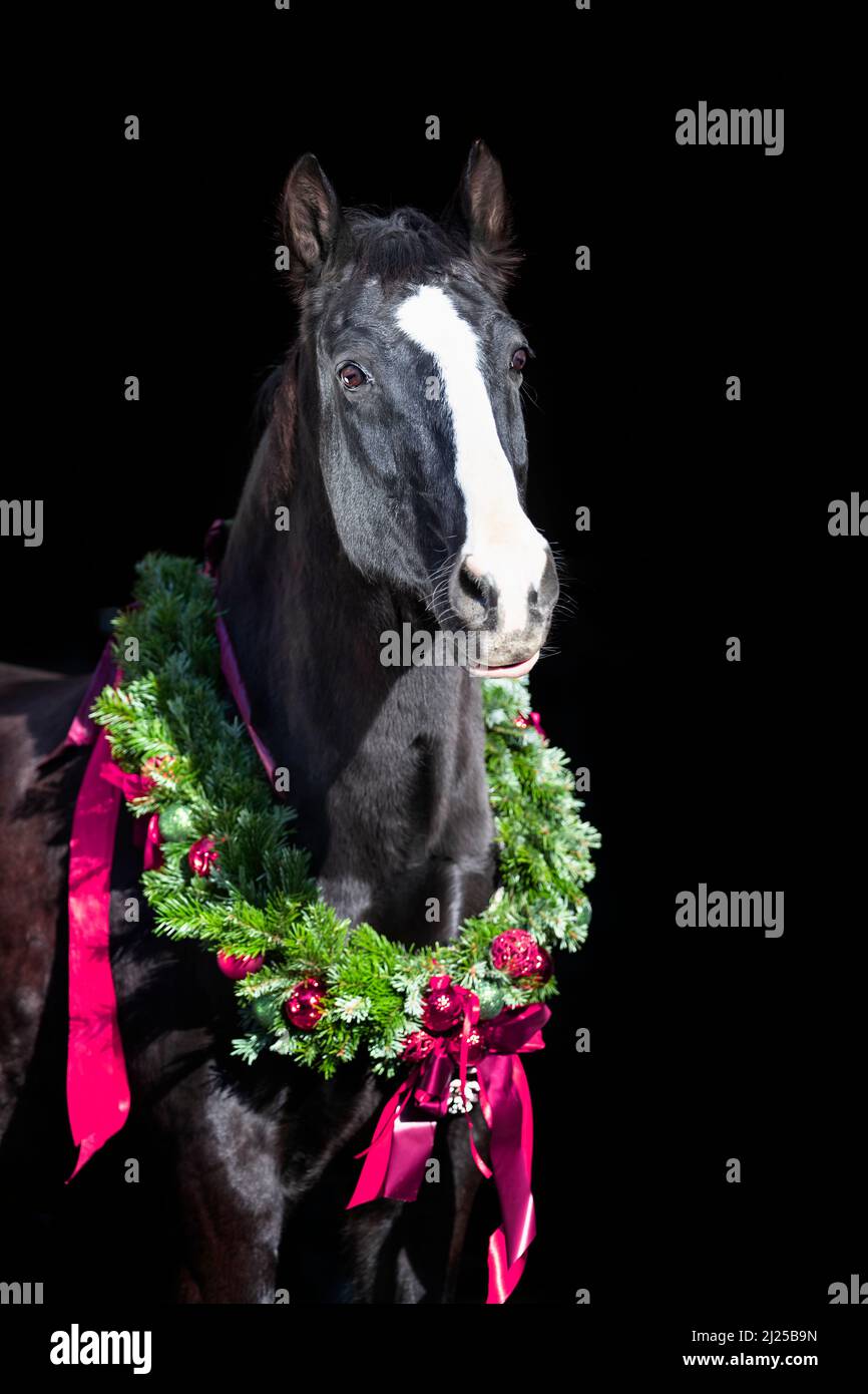 Cheval d'Oldenburg. Portrait d'un cheval noir senior portant une couronne de Noël sur fond noir Banque D'Images