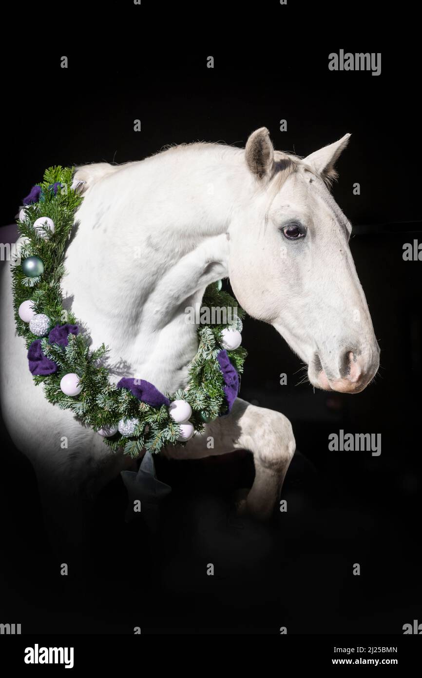 Lipizzan. Portrait d'un cheval gris portant une couronne de Noël sur fond noir Banque D'Images