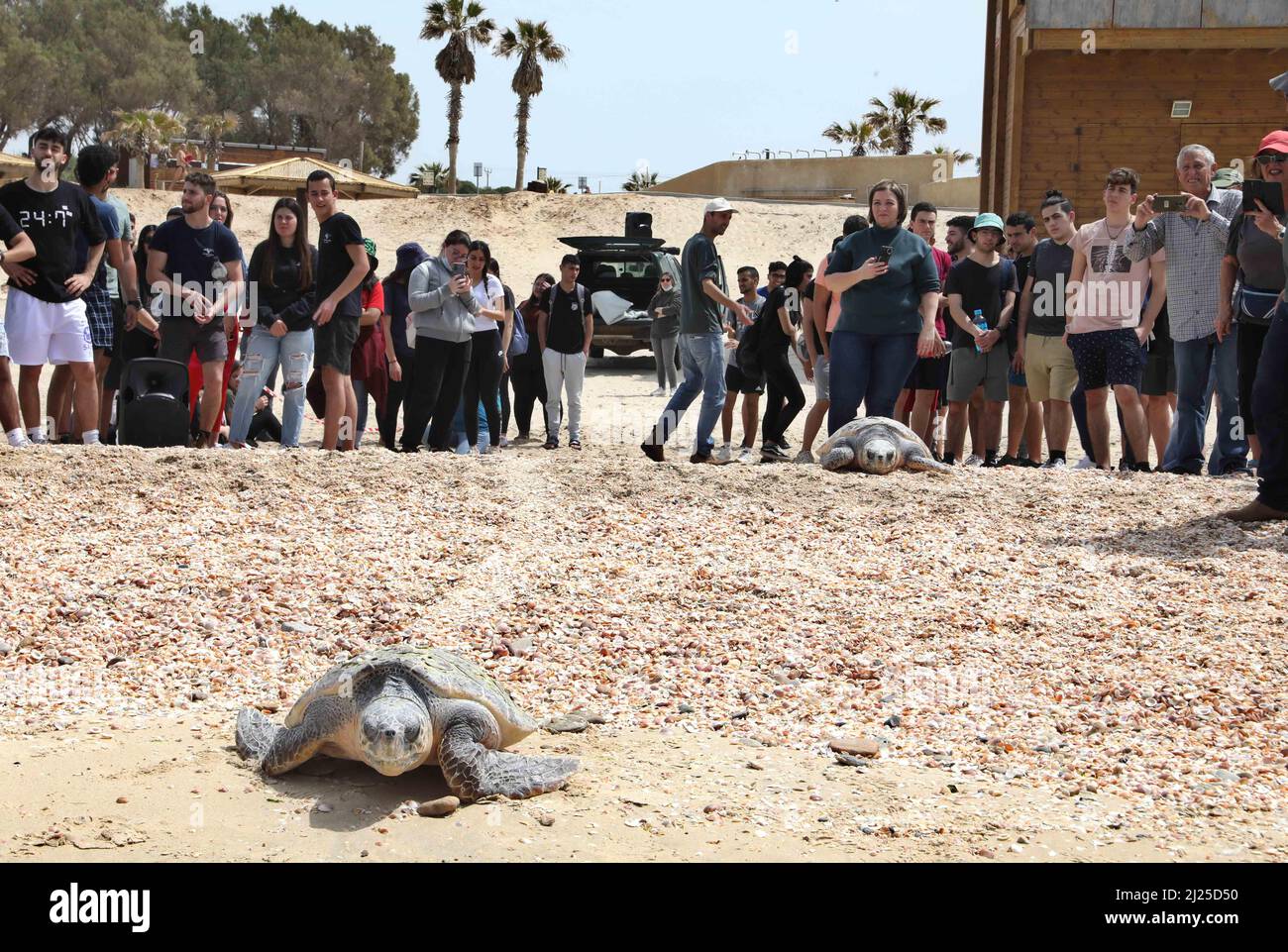 Rishon Letzion. 29th mars 2022. Les gens regardent alors que des tortues de mer à tête plate sont libérées dans la mer Méditerranée à la plage de Palmachim près de la ville israélienne centrale de Rishon Letzion, le 29 mars 2022. Deux tortues à tête plate ont été libérées dans la Méditerranée mardi après avoir reçu un traitement au Centre israélien de sauvetage des tortues marines, selon l'Autorité israélienne de la nature et des parcs nationaux. Credit: Gil Cohen Magen/Xinhua/Alay Live News Banque D'Images