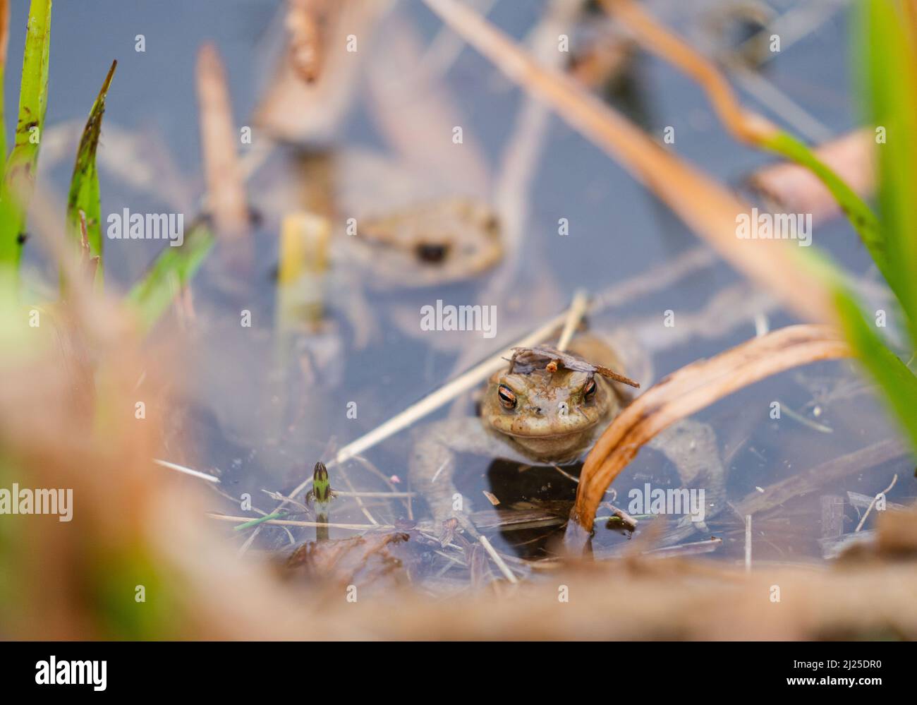 Hersbruck, Allemagne. 30th mars 2022. Crapauds communs assis sur le bord d'un étang. Le temps de la migration des crapauds en Bavière a commencé. Les amphibiens sont alors particulièrement menacés en chemin, parce que beaucoup doivent traverser les routes pour se rendre à leur frayère. Credit: Nicolas Armer/dpa/Alay Live News Banque D'Images