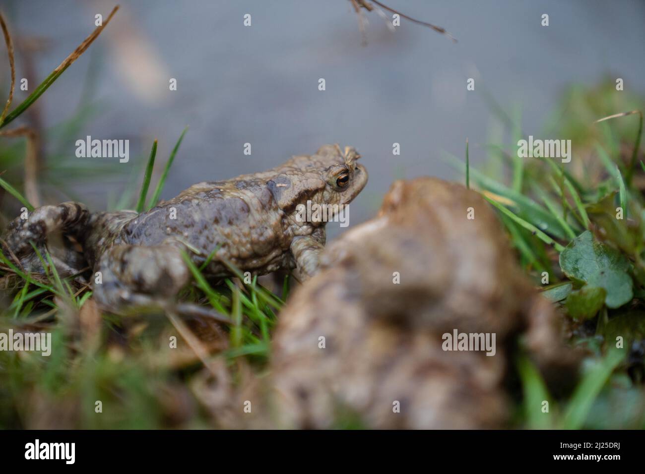 Hersbruck, Allemagne. 30th mars 2022. Crapauds communs assis sur le bord d'un étang. Le temps de la migration des crapauds en Bavière a commencé. Les amphibiens sont alors particulièrement menacés en chemin, parce que beaucoup doivent traverser les routes pour se rendre à leur frayère. Credit: Nicolas Armer/dpa/Alay Live News Banque D'Images