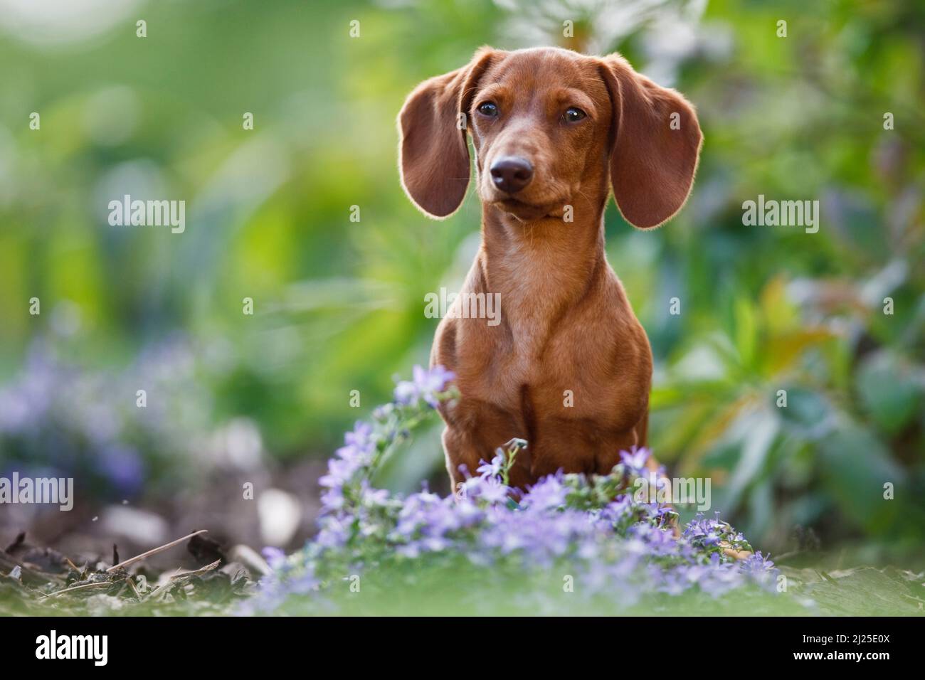 Dachshund lisse. Chien adulte assis derrière des fleurs bleues dans un jardin. Allemagne Banque D'Images