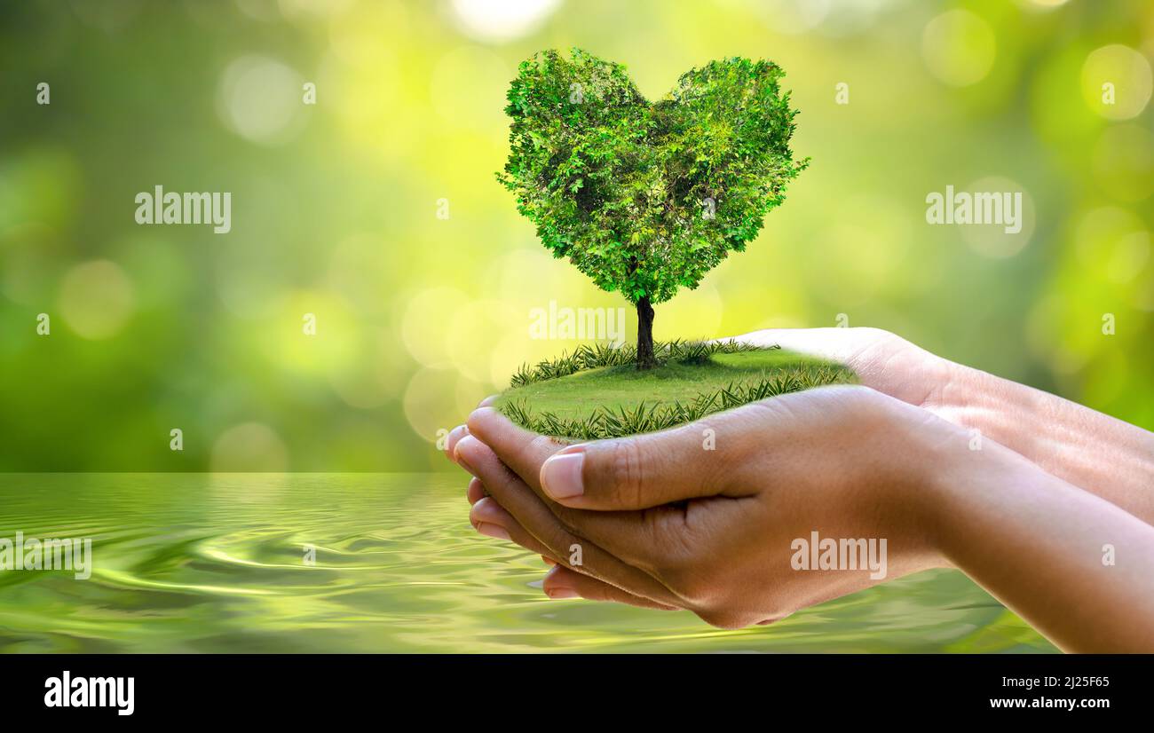 L'environnement le jour de la Terre dans les mains d'arbres de semis. Bokeh fond vert femme hand holding arbre sur la nature champ herbe Forêt conservati Banque D'Images