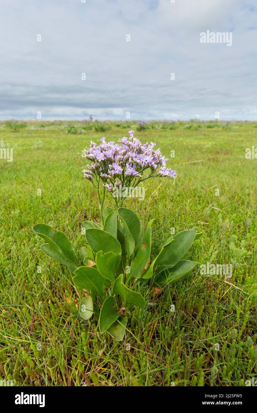 Lavande de mer commune (vulgare de Limonium), floraison sur marais salants. Parc national de la mer des Wadden, Schleswig-Holstein, Allemagne Banque D'Images