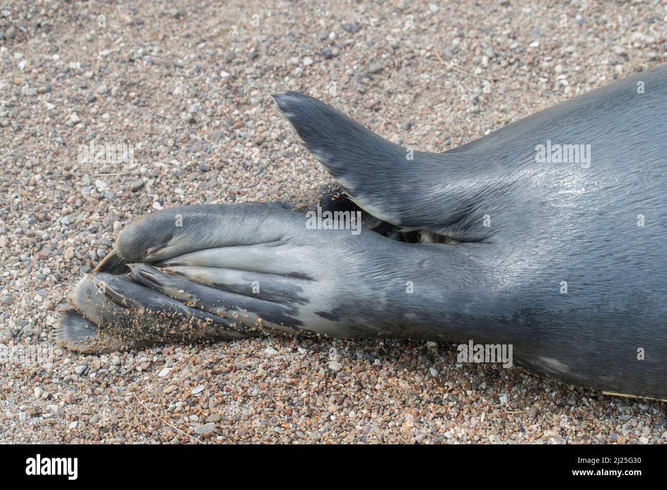 Phoque gris (Halichoerus grypus). Détail des flippers arrière et de la queue. Allemagne Banque D'Images