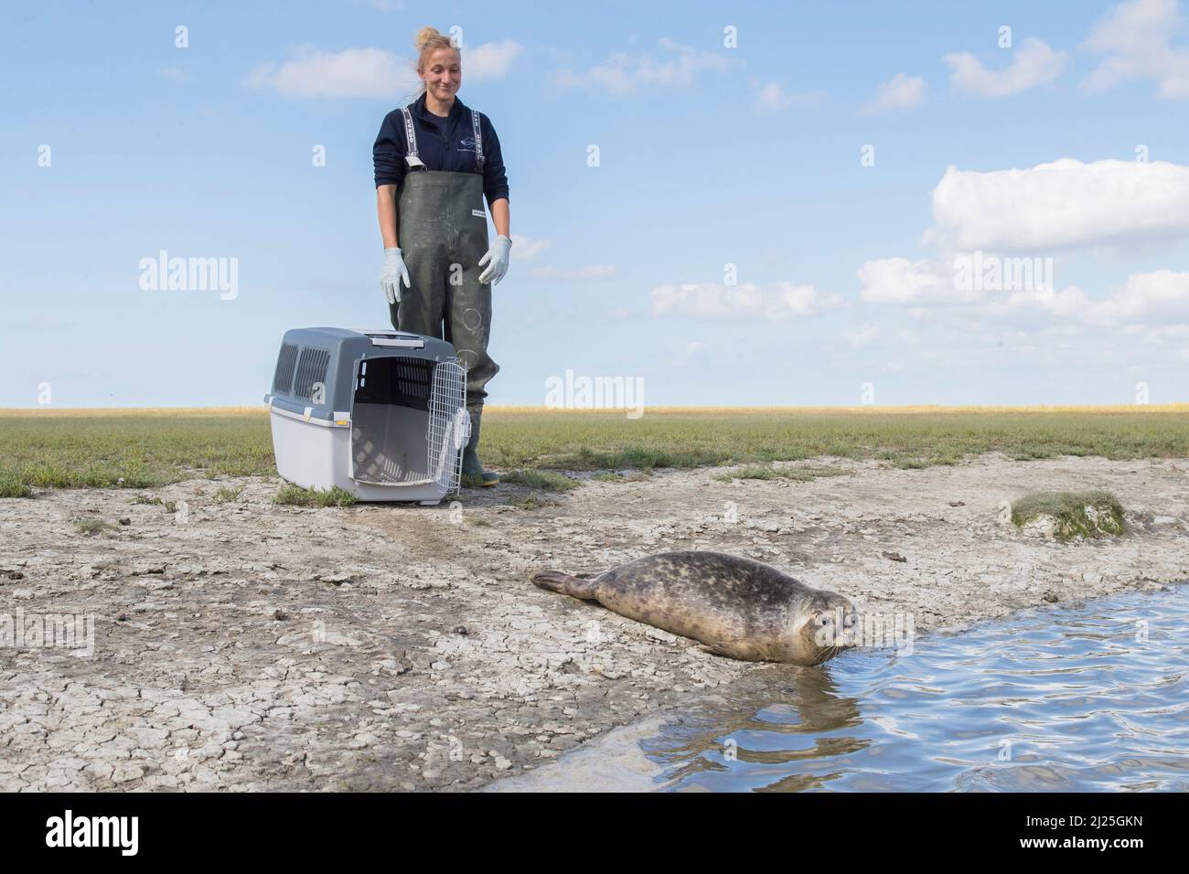Phoque commun (Phoca vitulina). Orphelin libéré dans la nature. Friedrichskoog Seal Station, Dithmarschen, Schleswig-Holstein, Allemagne Banque D'Images