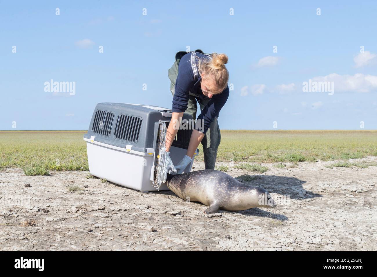 Phoque commun (Phoca vitulina). Orphelin libéré dans la nature. Friedrichskoog Seal Station, Dithmarschen, Schleswig-Holstein, Allemagne Banque D'Images