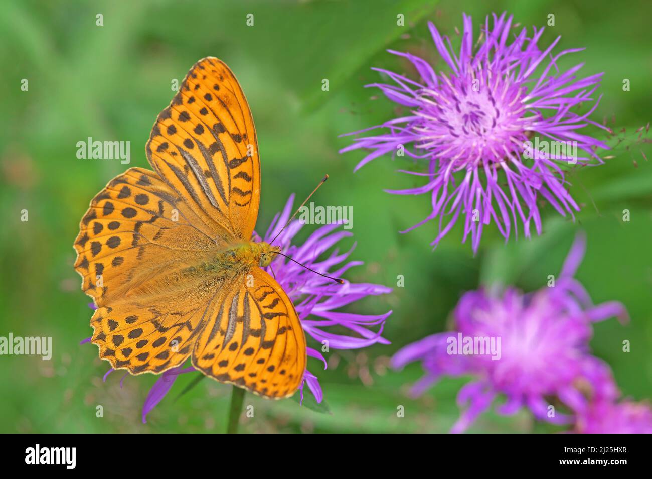 Le papillon fritillaire lavé à l'argent (Argynnis paphia) boit le nectar d'une fleur de la Knapweed (Centaurea jacea). Autriche Banque D'Images