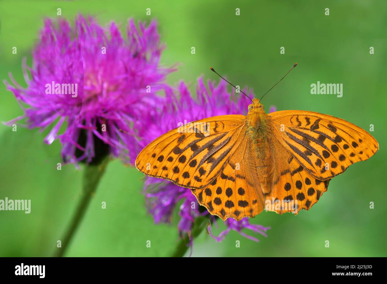 Le papillon fritillaire lavé à l'argent (Argynnis paphia) boit le nectar d'une fleur de Thhistle de taureau (Cirsium vulgare). Autriche Banque D'Images
