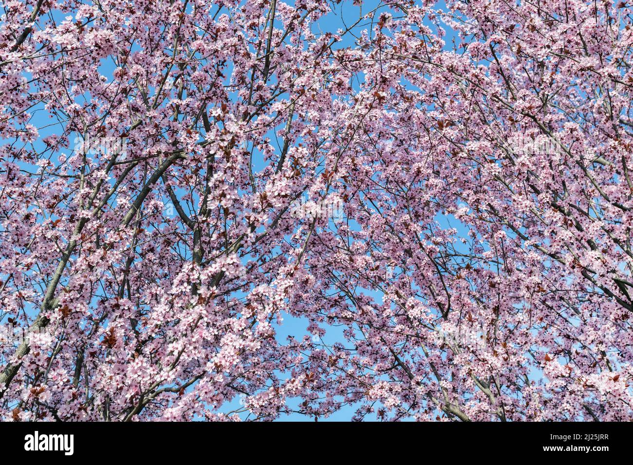 Rose de printemps les fleurs de cerisier avec fond de ciel bleu. Banque D'Images
