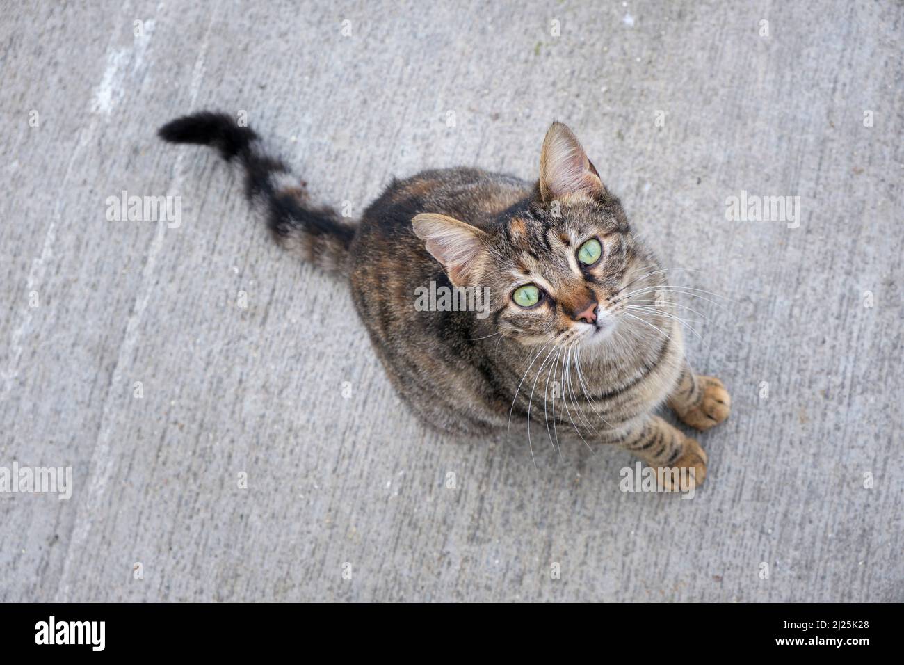 Un beau chat dans la rue qui regarde l'appareil photo Banque D'Images