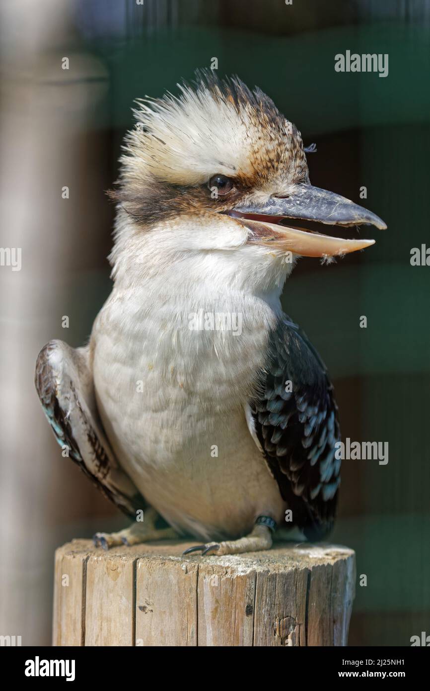 Le géant australien kingfisher nommé Kookaburra Banque D'Images