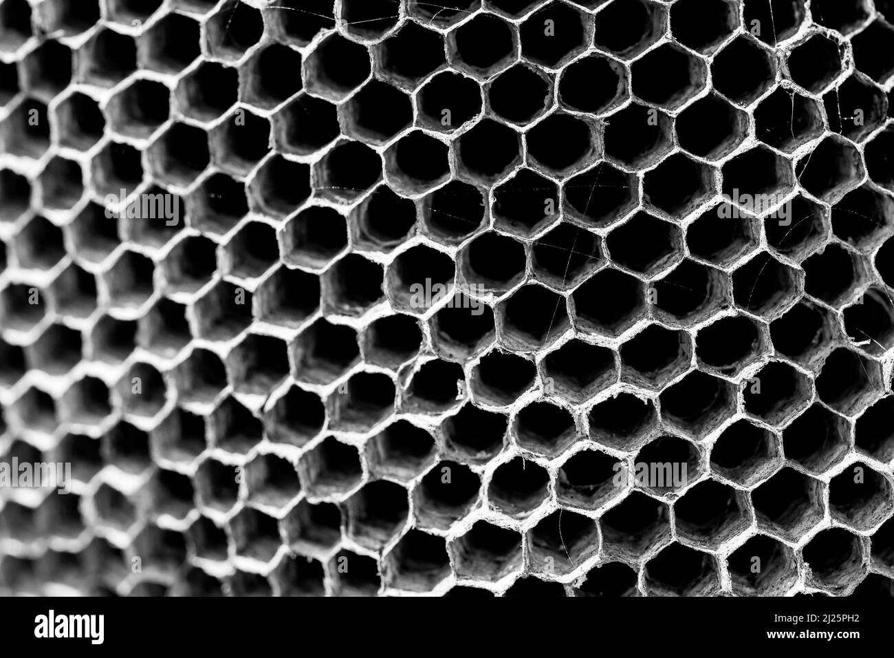 Photo macro noir et blanc d'un nid vide ou d'une ruche de grands paper Wasps, Polistes gallicus, dans la campagne maltaise. En nid d'abeille. Banque D'Images Photo macro noir et blanc d'un nid vide ou d'une ruche de grands paper Wasps, Polistes gallicus, dans la campagne maltaise. En nid d'abeille. Banque D'Images