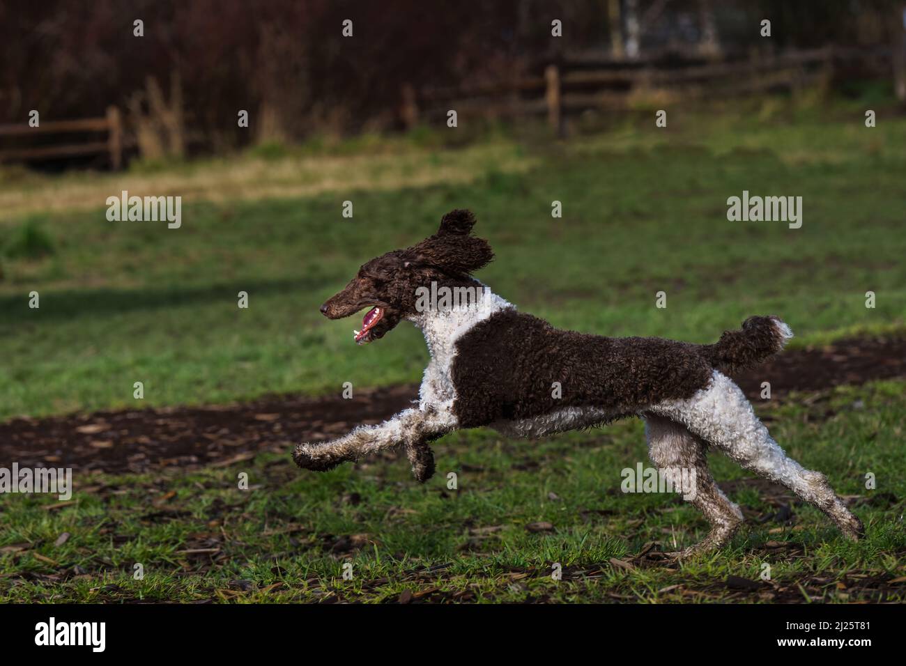 UN CHIEN BRUN ET BLANC AUX CHEVEUX COURBÉS QUI TRAVERSE UN CHAMP EN SAUTANT VERS LA GAUCHE DANS LE CADRE Banque D'Images