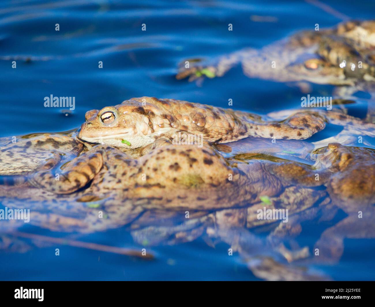 Crapauds (Bufo bufo) dans l'eau pendant la saison de reproduction dans les Highlands écossais, Royaume-Uni Banque D'Images
