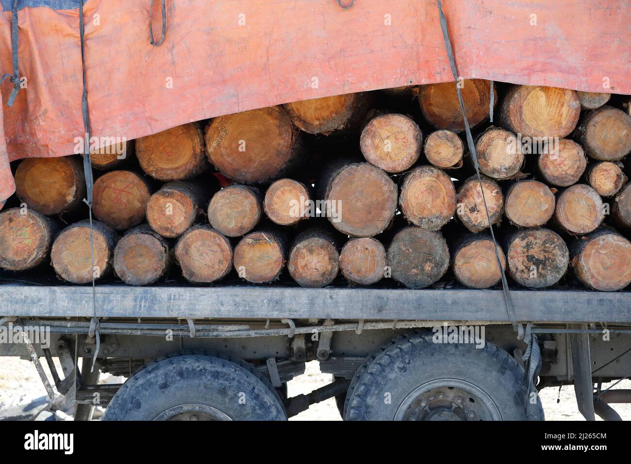 Transport de bois. Semi-remorque de camion remplie de troncs d'arbres abattus. Banque D'Images