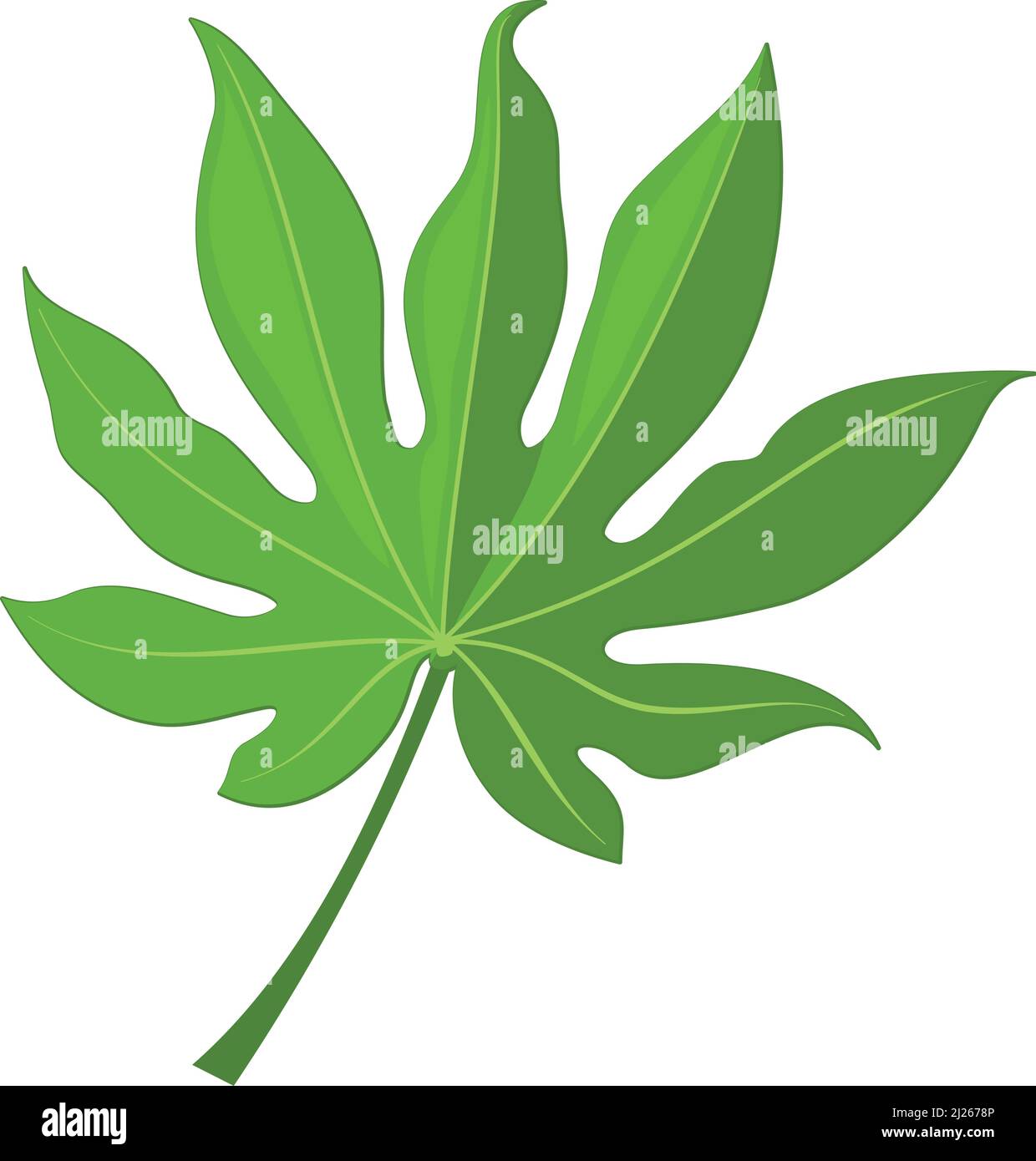 Feuille de plante exotique. Feuillage vert de la forêt tropicale Illustration de Vecteur