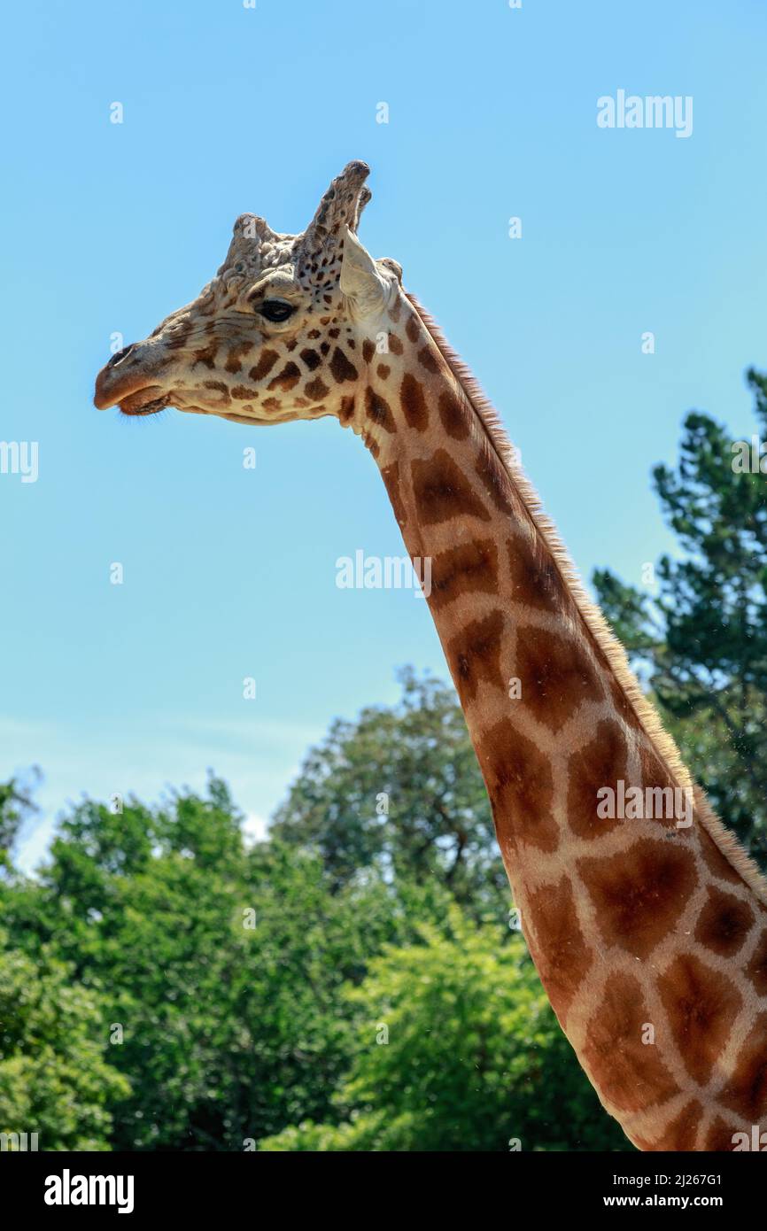 La tête et le long cou d'une girafe mâle (Giraffa camelopardalis) Banque D'Images