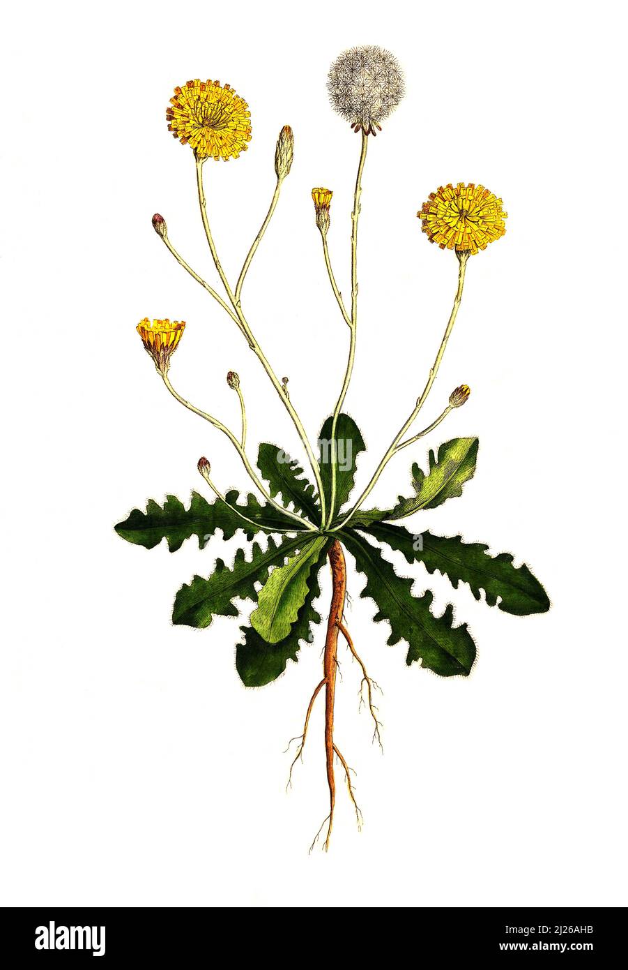 Gewohnliche Ferkelkraut Hypochaeris Radicata Hypochaeris Radicata Parfois Orthographie Hypochoeris Radicata Egalement Connu Sous Le Nom De Catechule Flatweed Oreille De Chat Oreille De Chat Poilu Ou Pissenlit Historique Numerique Reproduction