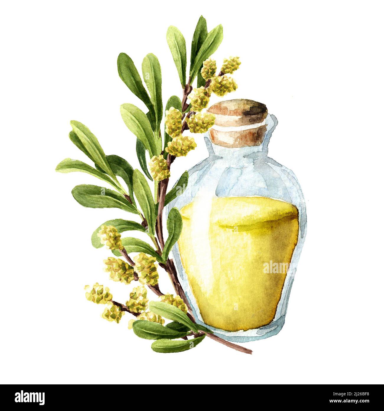 Huile essentielle de myrte de tourbière, plante médicinale. Illustration aquarelle dessinée à la main, isolée sur fond blanc Banque D'Images