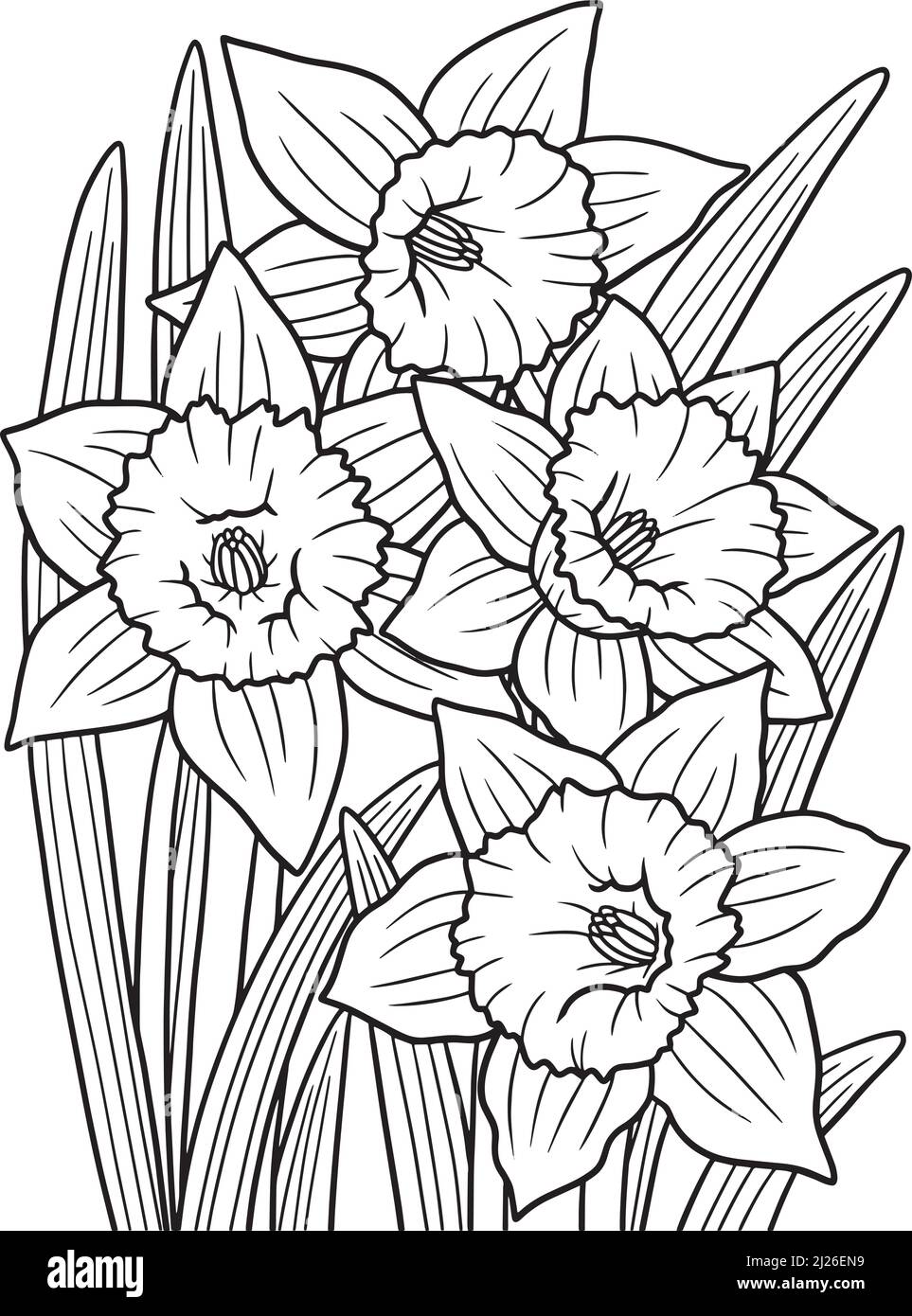 Page de coloriage de fleurs de Daffodil pour adultes Illustration de Vecteur