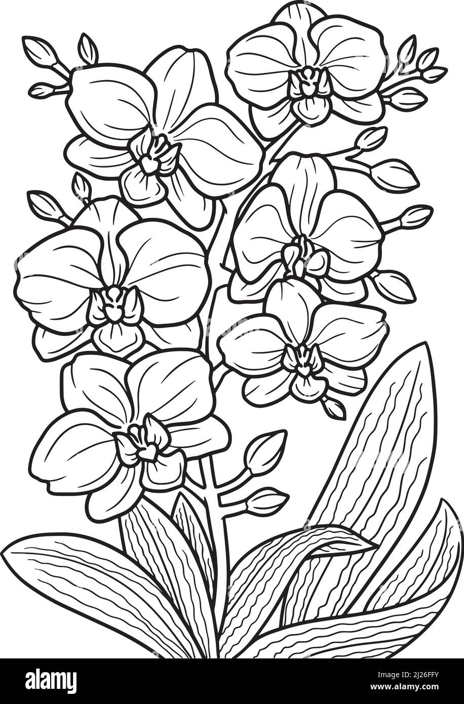 Page de coloriage pour fleurs d'orchidées pour adultes Illustration de Vecteur