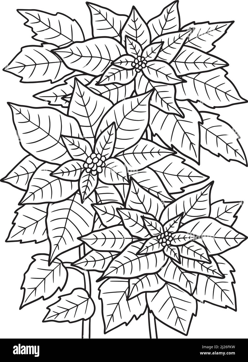 Poinsettia page de coloriage des fleurs pour adultes Illustration de Vecteur