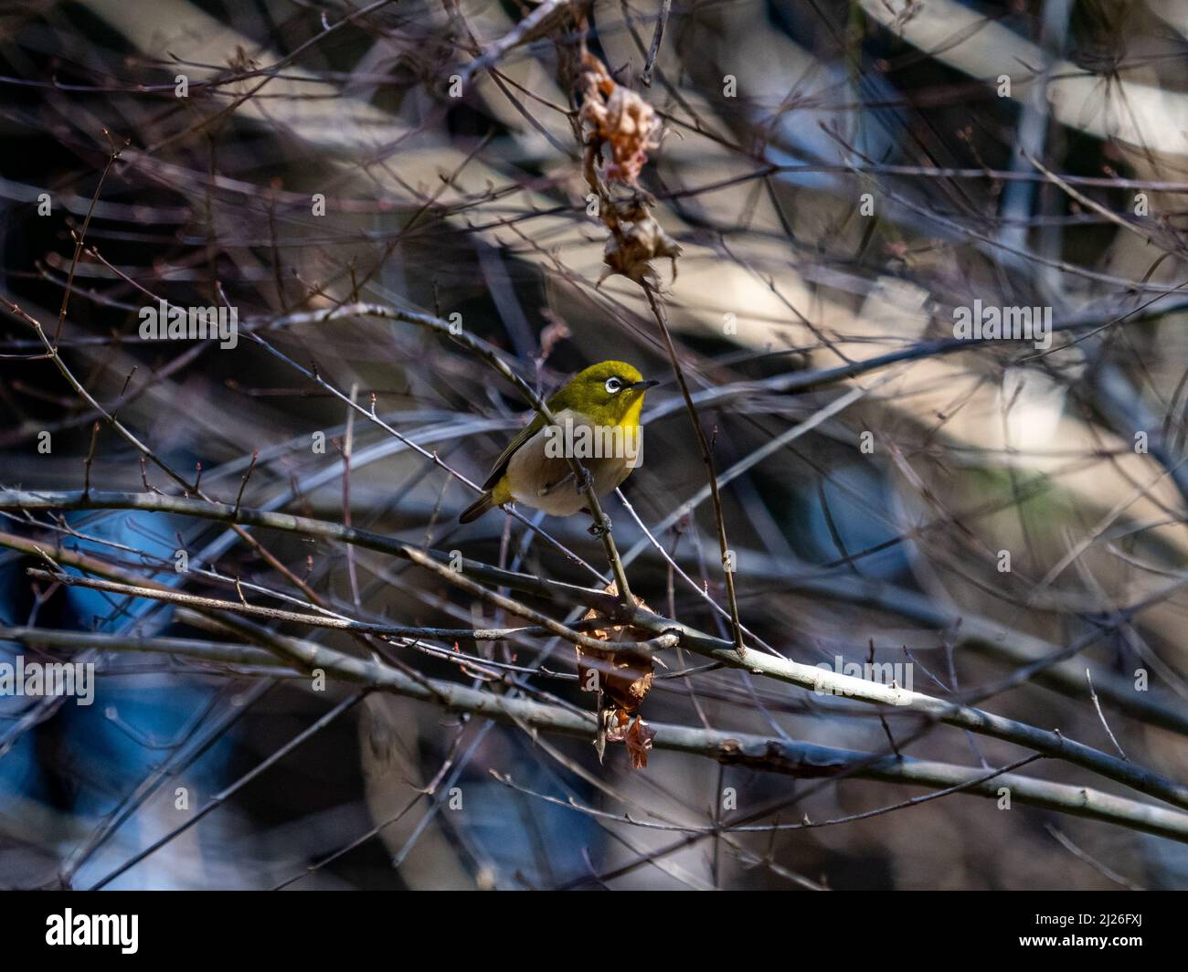 Un oeil blanc verrumeux (zosterops japonicus) perché sur un arbre à Yokohama, au Japon Banque D'Images