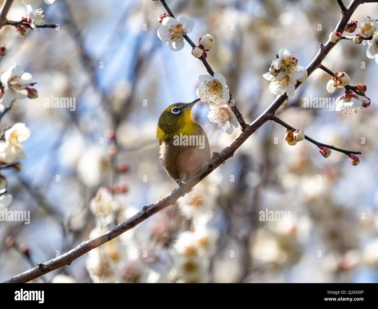 Un oeil blanc verrumeux (zosterops japonicus) perché sur un arbre à Yokohama, au Japon Banque D'Images