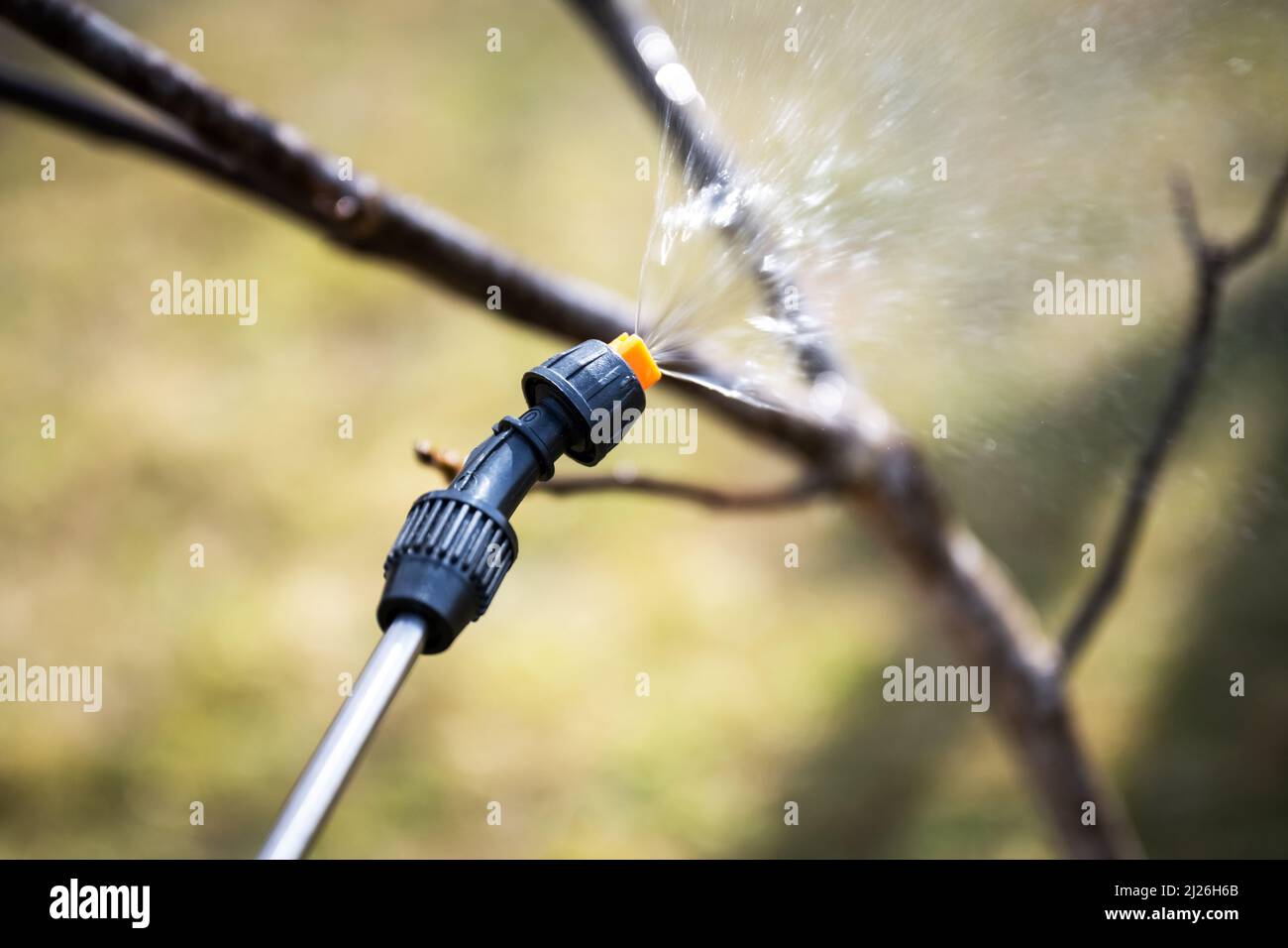 Aspersion d'insecticide sur les branches d'arbres dans le jardin de printemps. Jardinage concept d'agriculture Banque D'Images