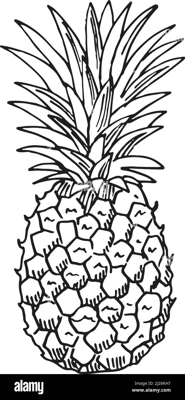Dessin ananas. Fruits exotiques mûrs dessinés à la main Illustration de Vecteur