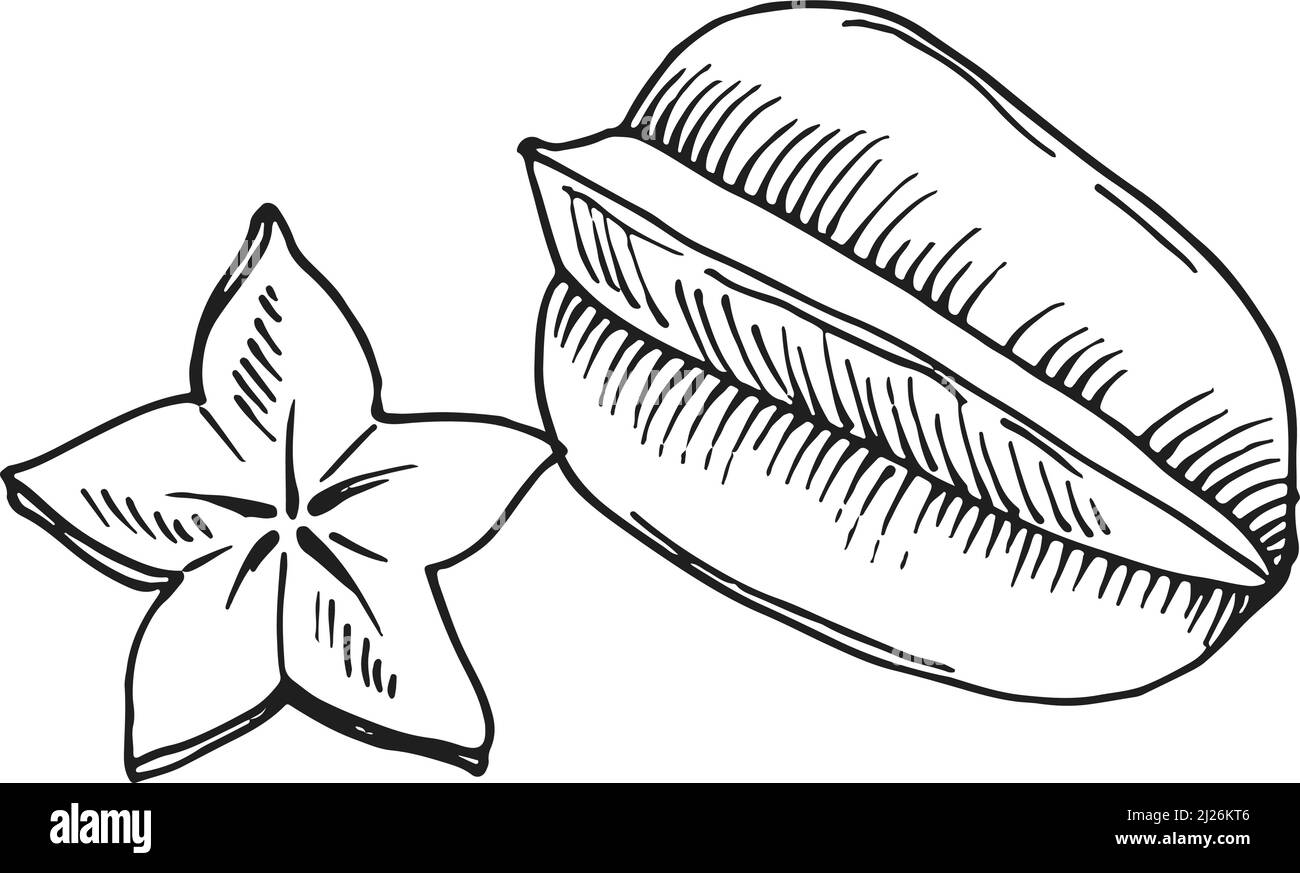 Esquisse de carambola. Fruits étoiles dessinés à la main Illustration de Vecteur