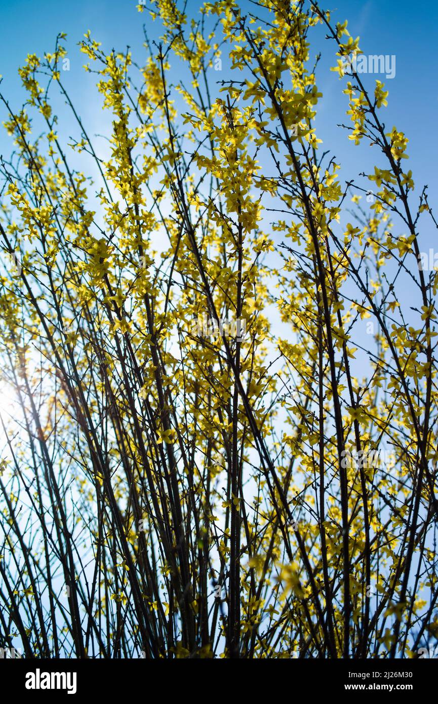 La forsythia jaune fleurit au soleil du printemps Banque D'Images