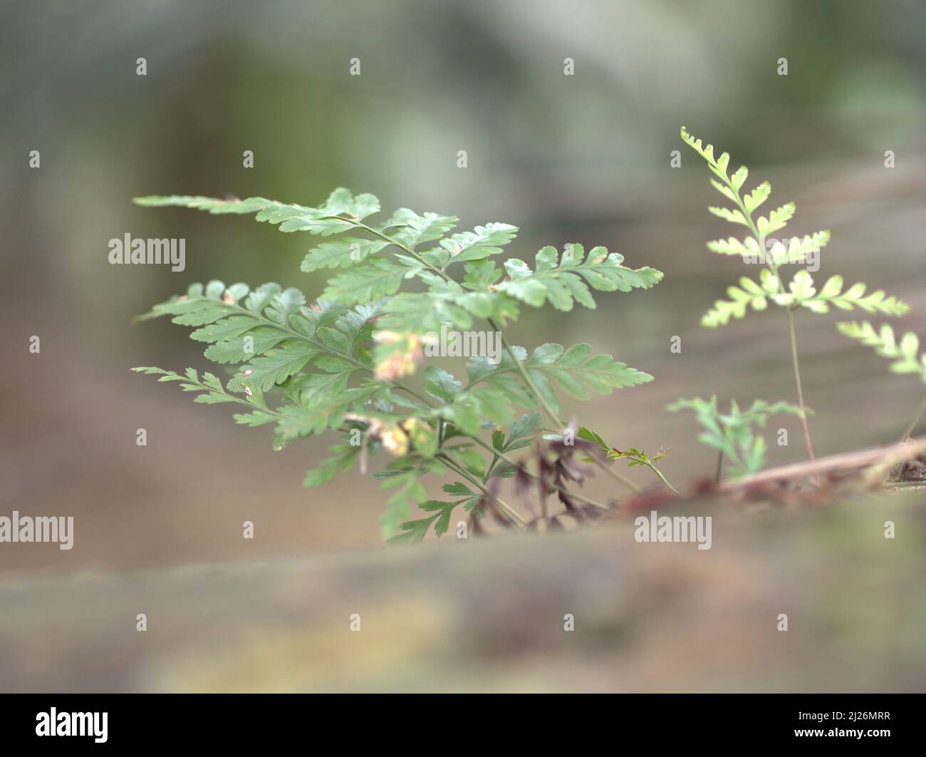 Fougères à feuilles de cuir plante cultivée sur roche naturelle avec de belles forêts naturelles floues fond Tanaman Pakis Tumbuh dibatu alami didalam hutan Banque D'Images