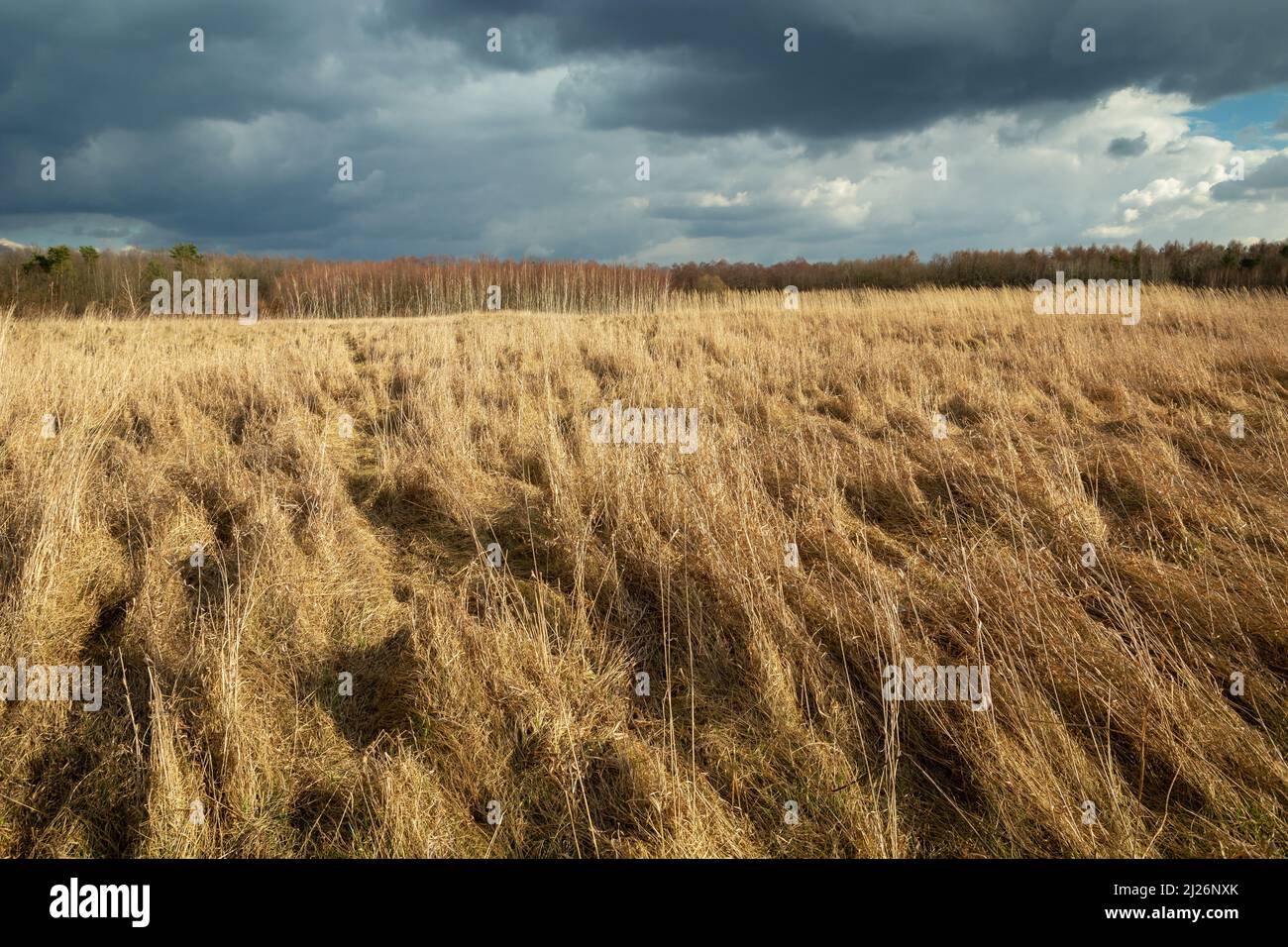 Herbes sèches denses dans un pré sauvage et ciel nuageux, Czulczyce, Pologne Banque D'Images