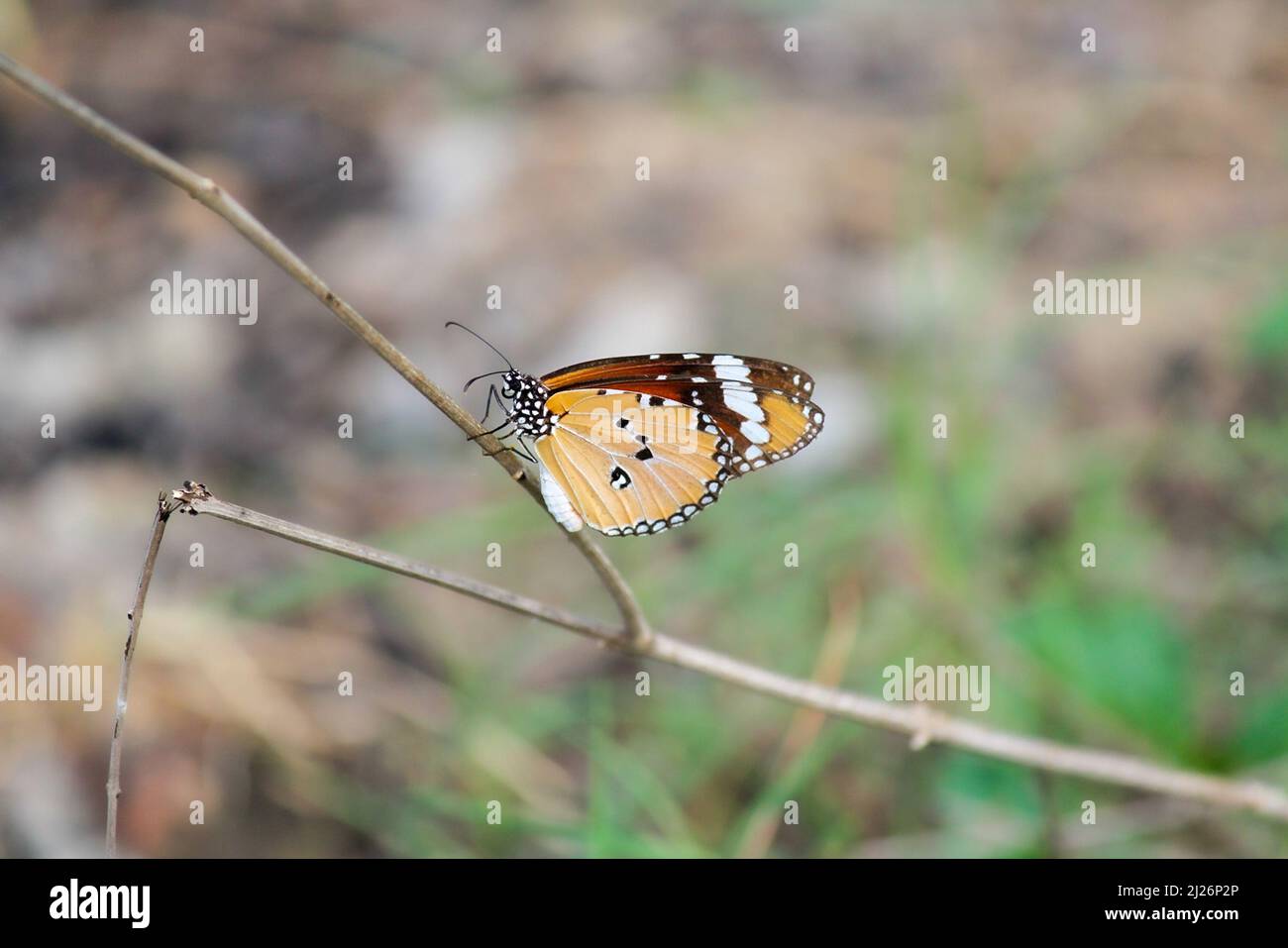 Un papillon orange perché sur une branche Banque D'Images