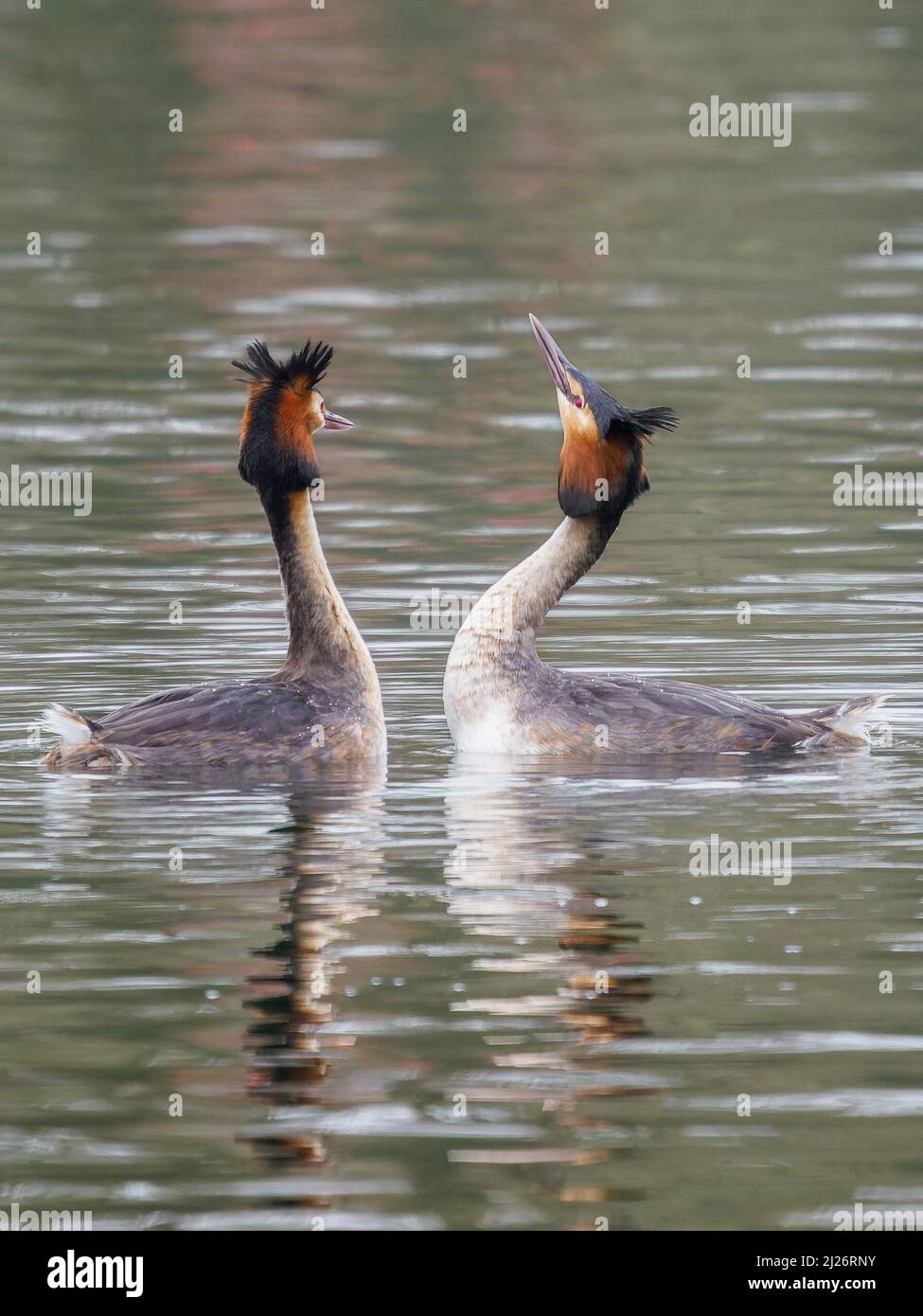 Le grand grebe (Podiceps cristatus) danse de la cour. Le printemps, danse/exposition Banque D'Images